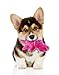 goDog Gators Squeaky Plush Dog Toy, Chew Guard Technology - Pink, Small