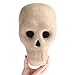 Factory Direct Craft Life Size Paper Mache Skull for Halloween, Gothic and Day of the Dead Display
