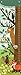 Oopsy Daisy Growth Charts Woodland Creatures by Jenn Ski, 12 by 42-Inch