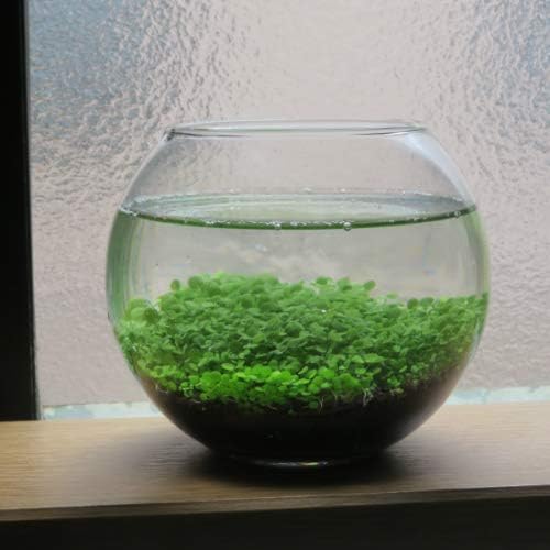 Amazon Co Jp 癒やされる水草栽培キット ガラス容器 ボタニカルソイル 水草の種セット 室内インテリア グラスリウム テラリウム ミニ観葉植物 Diy 工具 ガーデン