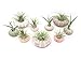 Air Plant Sea Urchin Kit (9 Variety Pack) - Natural Shell Containers / Holders for Live Tillandsia - Multicolor Stand / Jellyfish Pot for Indoor Home Decor by Aquatic Arts