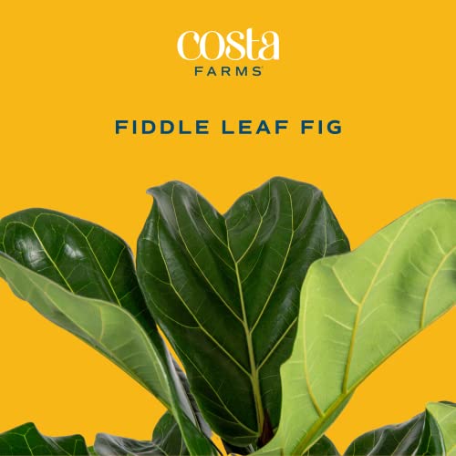Costa Farms Fiddle Leaf Fig Plant, Ficus Lyrata Fig Tree, Live Indoor