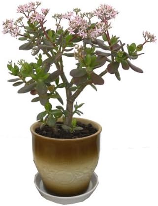 Amazon 観葉植物 金のなる木 6号 鉢 約30 約40 50ｃｍ 産地直送 観葉植物 オンライン通販