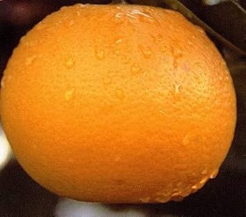 Amazon 柑橘類の苗木 八朔 ハッサク 果物