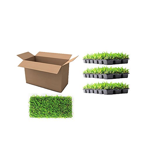 Floratam St. Augustine Grass Plugs / Box of 72 Pricepulse