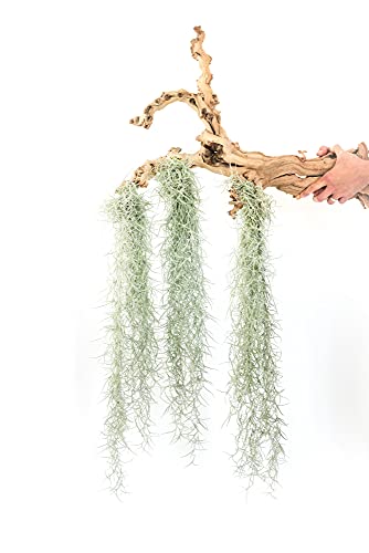 3 Pack Thick Colombian Spanish Moss Live Strands with Wire Hook -