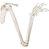 EVOTECH SCIENTIFIC Human Upper Limb Skeleton Anatomical Model, Life Size | Arm Skeleton Model W/Clavicle Scapula and Articulated Hand Bone for Hospitals Offices Schools University Study Display