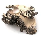 Dried Maitake Mushrooms (Hen of the Woods)- 2 oz. Life Gourmet Shop