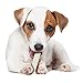 Nylabone Original Bone Power Chew Toy for Dogs, Durable & Tough Dog Toys for Aggressive Chewers, Chicken Flavor, Small - Up to 25 Ibs, 1 Count