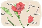 Morning Flowers Spring Symphony Fresh Flowers Bouquet Rose Lily Gerbera view 7