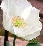 500 Persian White Poppy Seeds / Currently Buy One Get One Free/