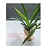 WOOK 4 Pack Rose Gold Air Plant Stands Tillandsia Plant Racks Large Xerographica Air Plant Holder,Live Tropical House Plants for Home Decorthumb 3