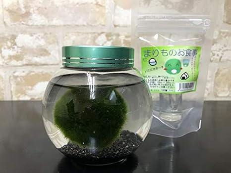 Amazon 西洋マリモ 丸瓶天然まりも３ｃｍ栄養剤セット ａｑｕａ ｓｕｂ 生体水草 通販