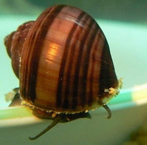 Polar Bear's Pet Shop HOT! 3 Chestnut Mystery Snails Live Freshwater Aquarium Snail