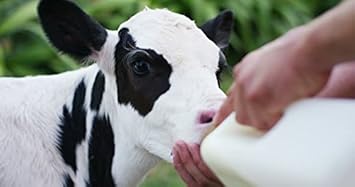 Buy Milk Feeding Bottle For Calf 2 L Online At Low Prices In