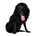 Funny Dog Costume, Lion Mane Wig for Dog Halloween Christmas Dress Up (Color: Black, Size: Large)