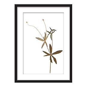 Framed Dried Plant Specimen Art in Black Picture...