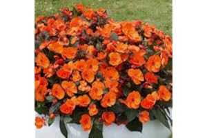 Busy Lizzie Orange Touch Me Not - Impatiens Walleriana - 150 Flower Seeds :Package Seeds Only