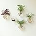 Fashionstorm Home Decor Wall Decorations Geometric Sixangle Glass Vase Wall Sticked Planters Flower Pots/water Planter Vase