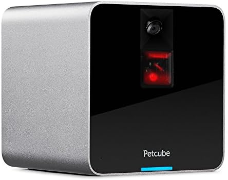 tibetan terrier chihuahua mix