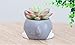 Cuteforyou Cute Animal Shaped Cartoon Home Decoration Succulent Vase Flower Pots (Husky)