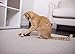 SmartyKat Toss-A-Fox Feather Toss & Chase Cat Toy, Randomly Selected Color - Brown OR White, One Size
