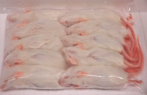 冷凍ホッパーマウス 10匹商品画像