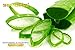 Aloe Vera Gel Natural Skin Oil Cream Lotion Juice for Face Hair Moisturizer Organic Ingredients with Extra Vitamin E - Improved 2017 Formula - Made in USA - Free Extra Ebook - 100% Lifetime Warranty