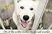 Pet Republique Dematting Tool for Dogs and Cats - Stainless Steel Matt Breaker Rake for Undercoat and Mat Brush - Knot Out for Long Haired Breed Pets