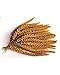 Nemeth Farms Worlds Freshest GMO-Free, Sun Dried Spray Millet No Stems Only Edible - Tops-Original Bird Treat and Supplement for Pet Birds Parakeets, Cockatiels, Lovebirds and Finches - 5lbs