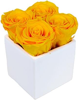 Luxe Bloom Home Collection 4 Fresh Cut Preserved Daffodil Yellow Roses in 3" White Ceramic Cube Vase Lasts 60 days
