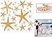 Fun Express Real Starfish Decoration (30 Piece)