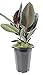 Burgundy Rubber Tree Plant - Ficus - an Old Favorite - 6