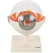 Axis Scientific 5X Enlarged Human Eye Model, Realistic 7-Part Eyeball Anatomy Model, Transparent Design Includes Removable Stand and Detailed Product Manual