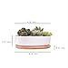 Y&M(TM) Succulent Planter Ceramic with Bamboo Tray, 6 inch Modern White Ceramic Round Design for Succulent Planter Cactus Pots Decorative Flower Holder Bowl Basin,Tub