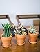 YXMYH Terra Cotta Pots with Saucer- 6-Pack Large Terracotta Pots Clay Pots 4'' Clay Ceramic Pottery Planter Cactus Flower Pots Succulent Pot Drainage Hole- Great for Plants