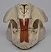 Real Bone American Beaver Skull