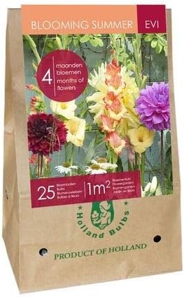 Blooming Summer - Evi, Pack of 25 Bulbs, Four Months of Flowers!