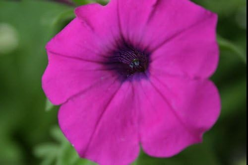 50 Petunia Violacea Seeds/Laura Bush/Fragrant Flower