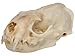 Real Bone Mink Skull