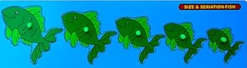 Little Genius Fish Seriation Big with Knob, Multi Color