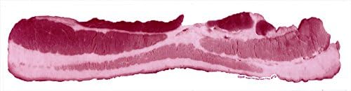 Custom Funny Bumper Sticker Bacon Decal
