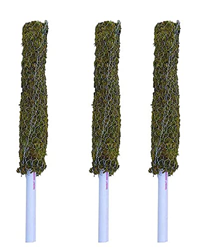 PlantaZee Moss Stick 5 Ft - 3 Pieces -Moss & Coir Stick for Plant Support, Indoor Plants, House Plants & Plant Creepers