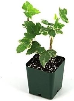 SS0144 Hedera helix English Ivy Live Plant Indoor Houseplant 2.5" Pot Garden Best Gift