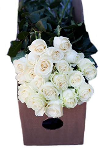 Farm2Door Wholesale Roses: 100 Stems of Long Stemmed (50cm) White Roses from Colombia - Farm Direct Wholesale Fresh Flowers