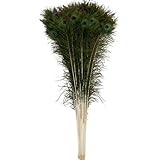 OrangeTag Natural Peacock Feathers 30-35 inches Long (20 pcs per Bundle)