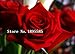 1 Professional Pack, approx 50 Seeds / Pack, Rare Amazingly Beautiful Black Rose Flower with Red Edge Seedling Seed