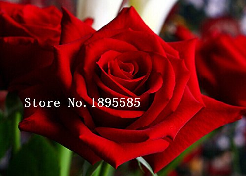 1 Professional Pack, approx 50 Seeds / Pack, Rare Amazingly Beautiful Black Rose Flower with Red Edge Seedling Seed 1 Professional Pack, approx 50 Seeds / Pack, Rare Amazingly Beautiful Black Rose Flower with Red Edge Seedling Seed