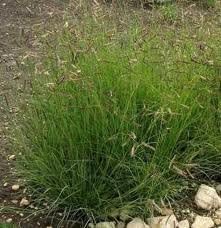 The Dirty Gardener Blue Grama Native Ornamental Grass - 1 Pound