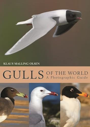 Amazon.com: Gulls of Europe, North Africa, and the Middle East: An